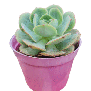 Suculenta Echeveria Glória