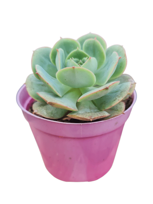 Suculenta Echeveria Glória - Imagem 2