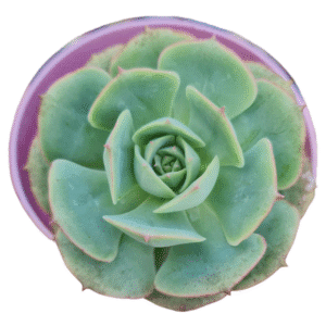 Suculenta Echeveria Glória