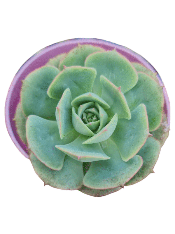 Suculenta Echeveria Glória