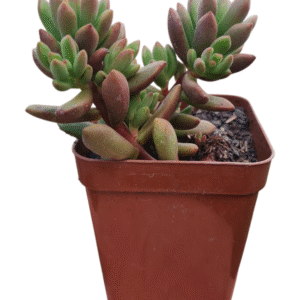 Suculenta Sedum Orange Dreams