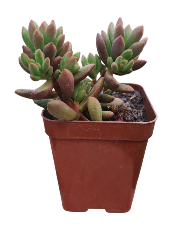 Suculenta Sedum Orange Dreams - Imagem 2