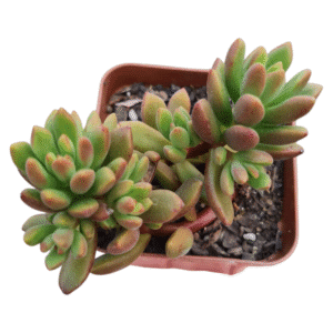 Suculenta Sedum Orange Dreams