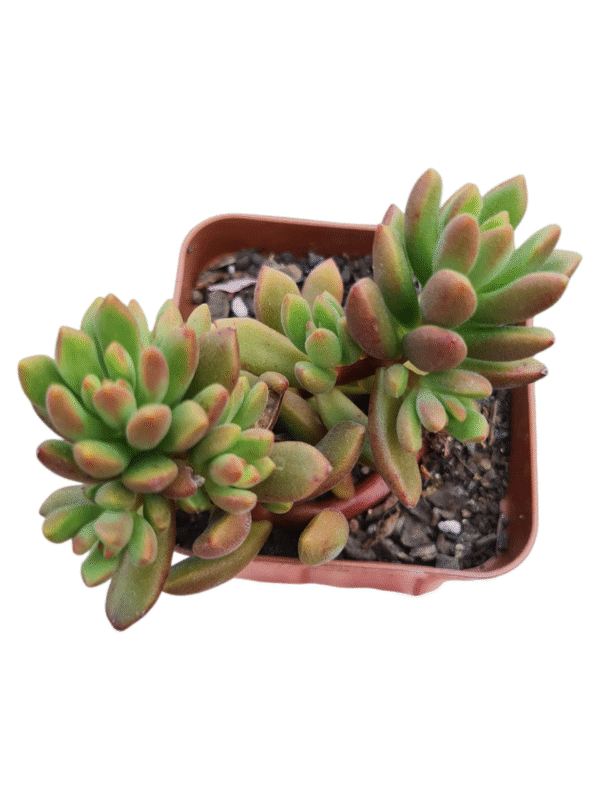 Suculenta Sedum Orange Dreams