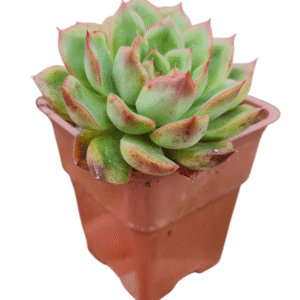 Suculenta Echeveria Flamenco