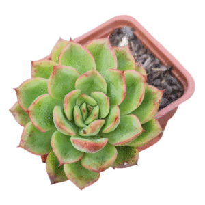 Suculenta Echeveria Flamenco