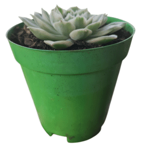Suculenta Echeveria Onslow Variegata