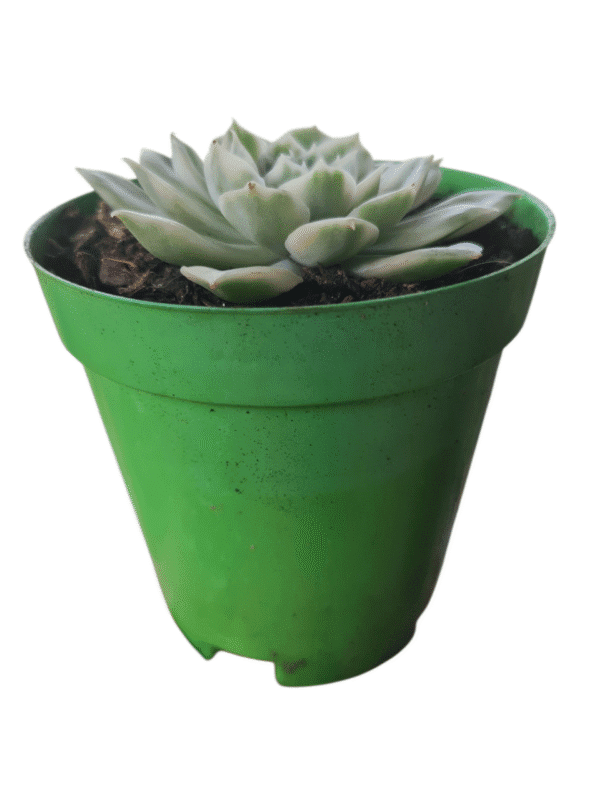 Suculenta Echeveria Onslow Variegata - Imagem 2