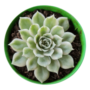 Suculenta Echeveria Onslow Variegata