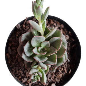 Suculenta Echeveria Morani