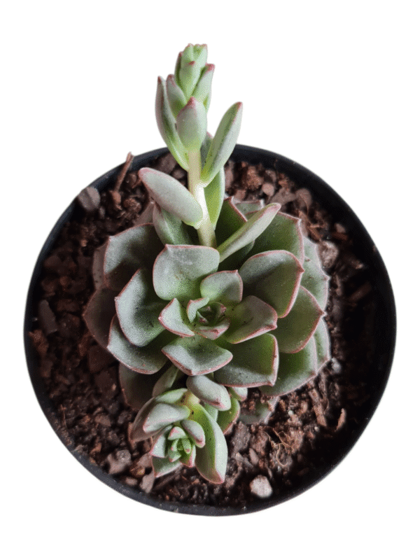 Suculenta Echeveria Morani