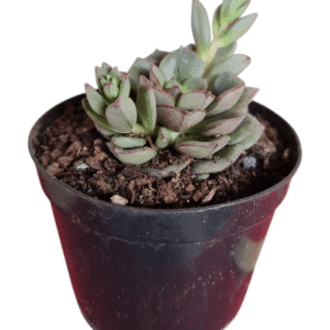 Suculenta Echeveria Morani