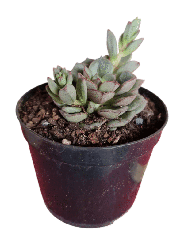 Suculenta Echeveria Morani - Imagem 2