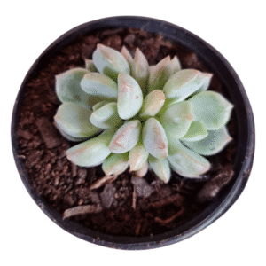 Suculenta Green one - 2 rosetas
