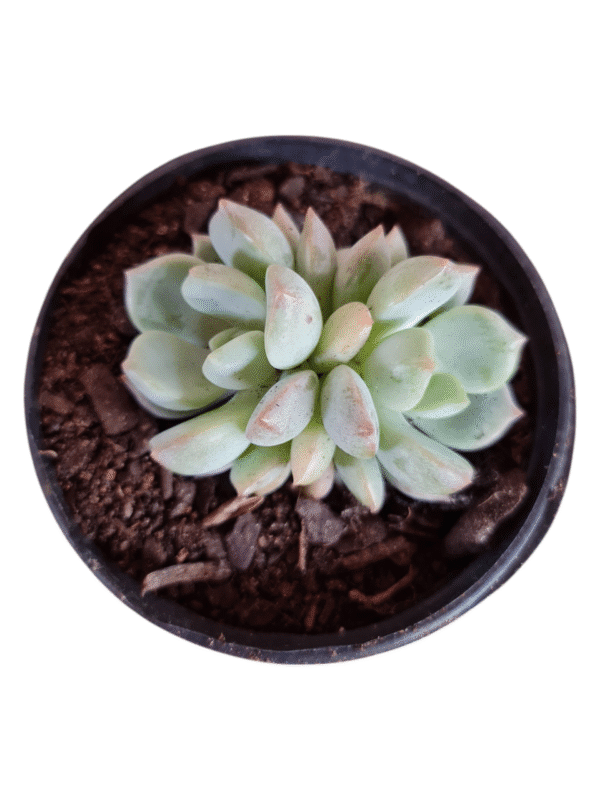 Suculenta Green one - 2 rosetas