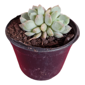 Suculenta Green one – 2 rosetas