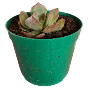 Suculenta Echeveria Anne