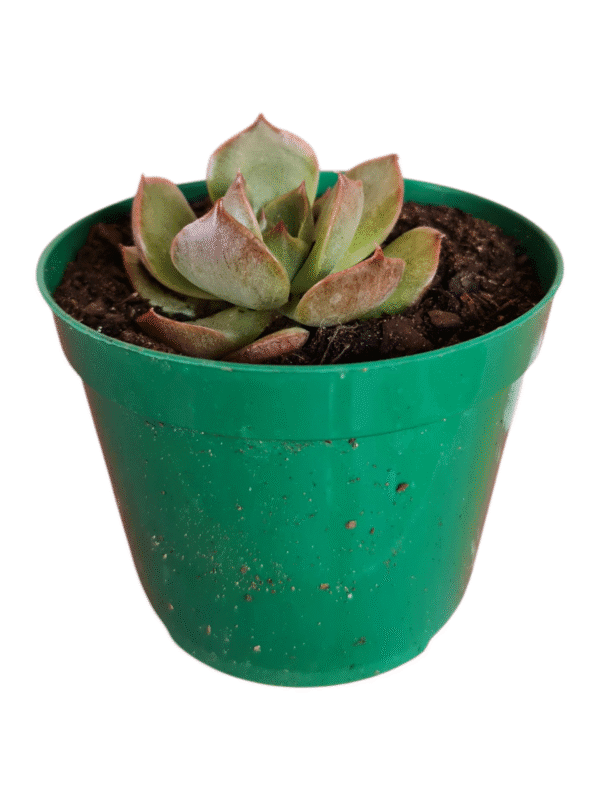 Suculenta Echeveria Anne - Imagem 2