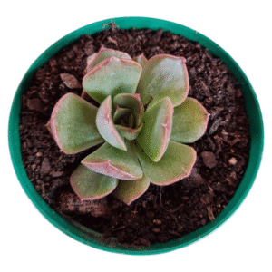 Suculenta Echeveria Anne