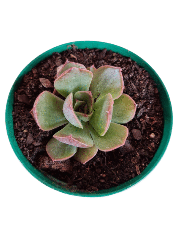Suculenta Echeveria Anne