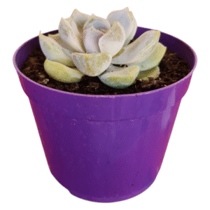 Suculenta Echeveria White Rabbit