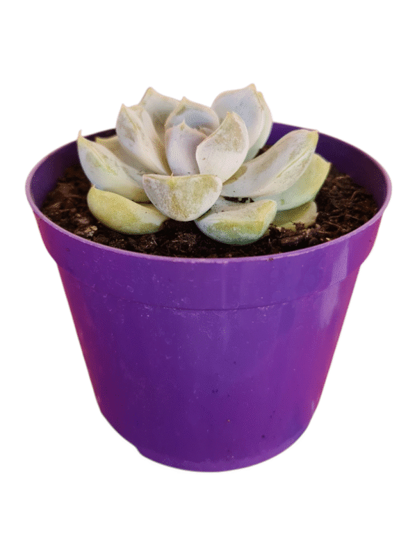 Suculenta Echeveria White Rabbit