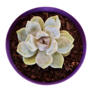 Suculenta Echeveria White Rabbit
