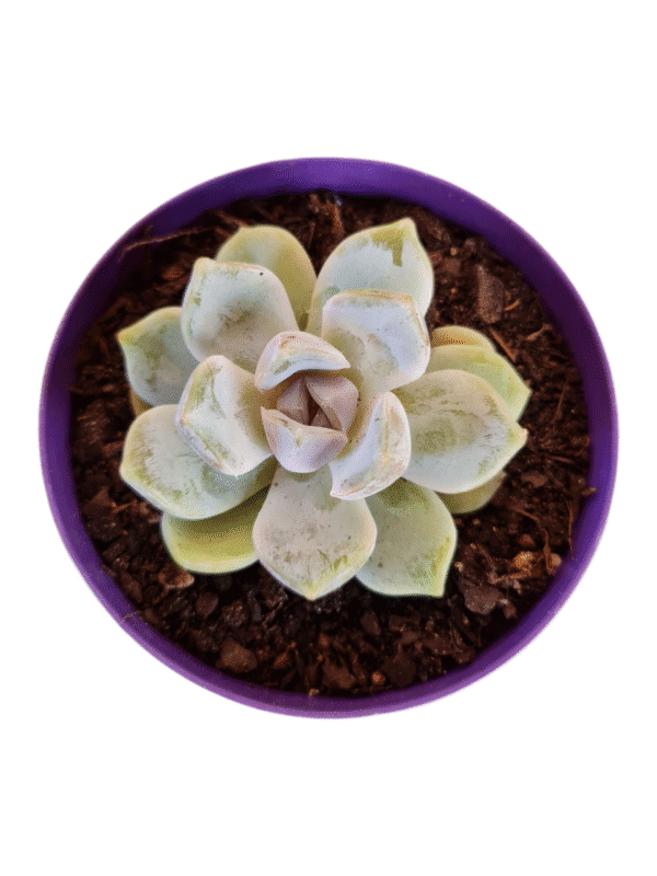 Suculenta Echeveria White Rabbit - Imagem 2