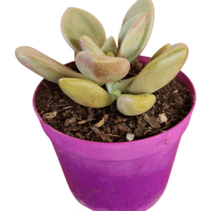 Suculenta Echeveria Cumbre Vieja
