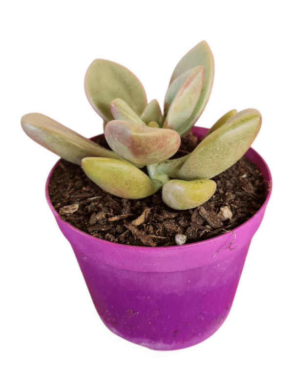 Suculenta Echeveria Cumbre Vieja - Imagem 2