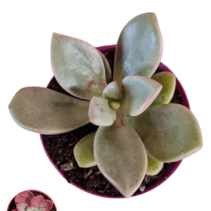 Suculenta Echeveria Cumbre Vieja
