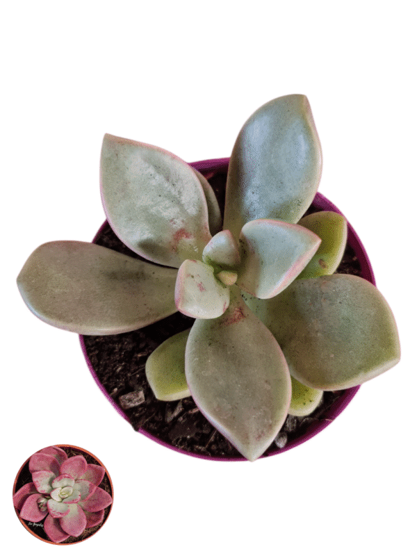 Suculenta Echeveria Cumbre Vieja