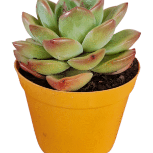 Suculenta Echeveria Pink Champagne – pote 11