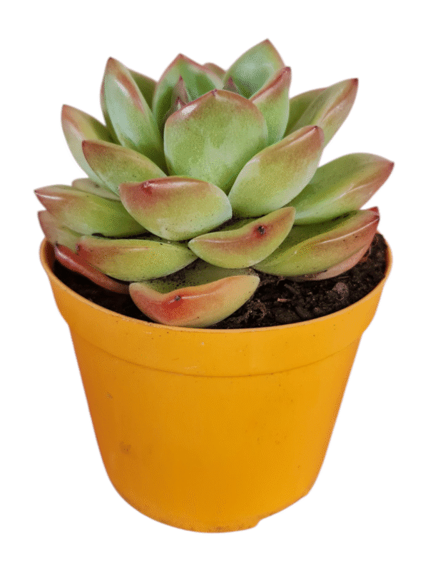 Suculenta Echeveria Pink Champagne - pote 11 - Imagem 2