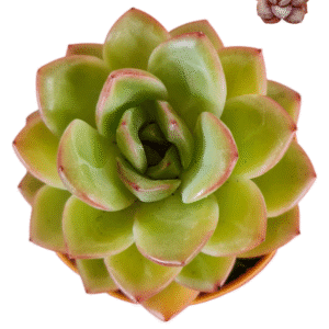 Suculenta Echeveria Pink Champagne – pote 11
