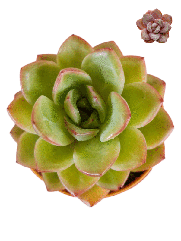 Suculenta Echeveria Pink Champagne - pote 11