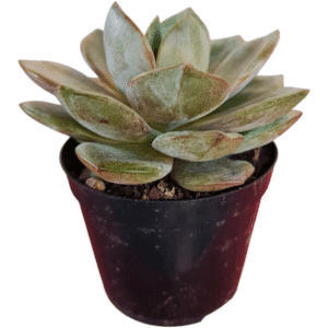 Suculenta Echeveria German Champagne