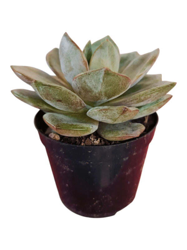 Suculenta Echeveria German Champagne - Imagem 2
