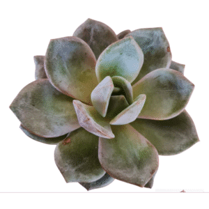 Suculenta Echeveria German Champagne