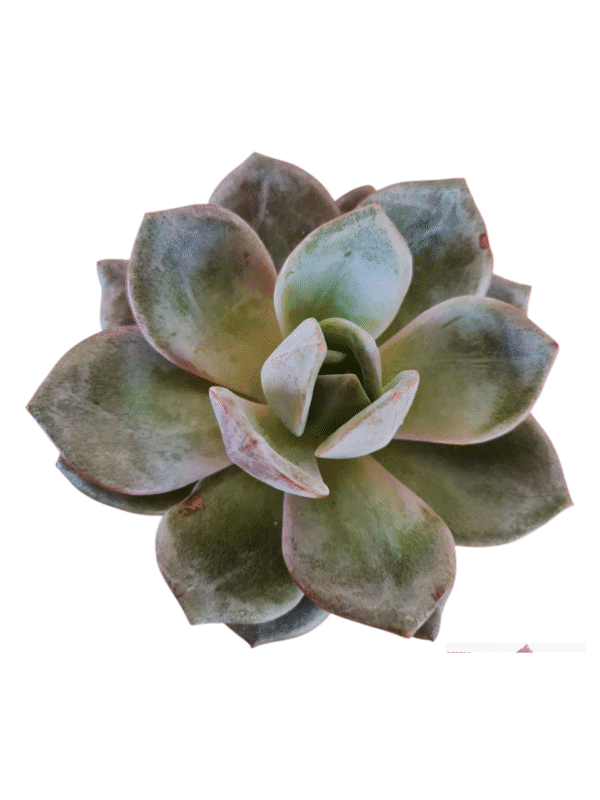Suculenta Echeveria German Champagne