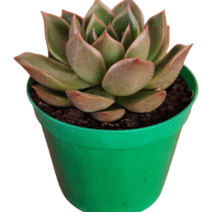 Suculenta Agavoide Mira
