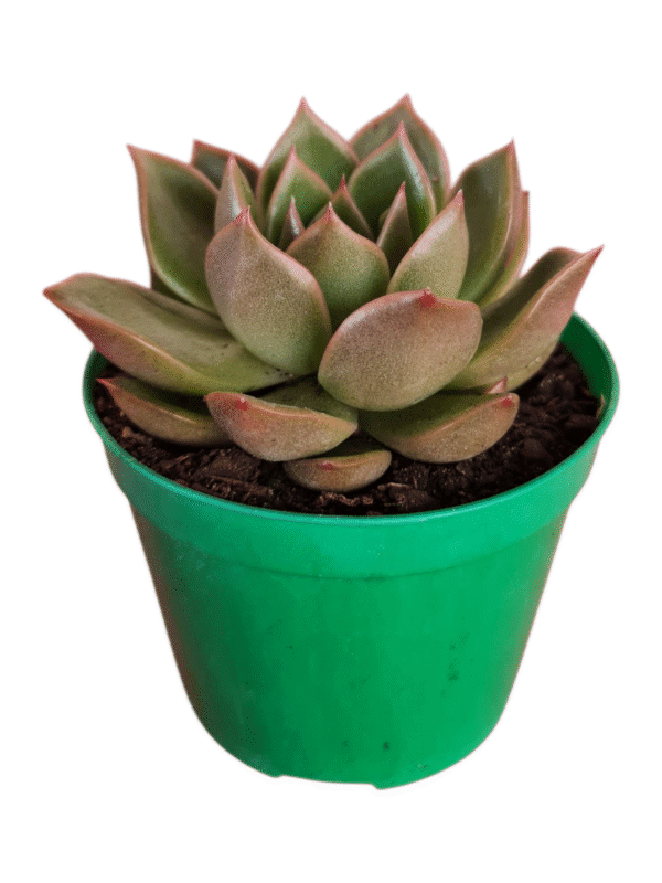 Suculenta Agavoide Mira - Imagem 2