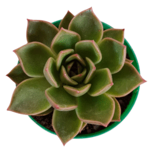 Suculenta Agavoide Mira