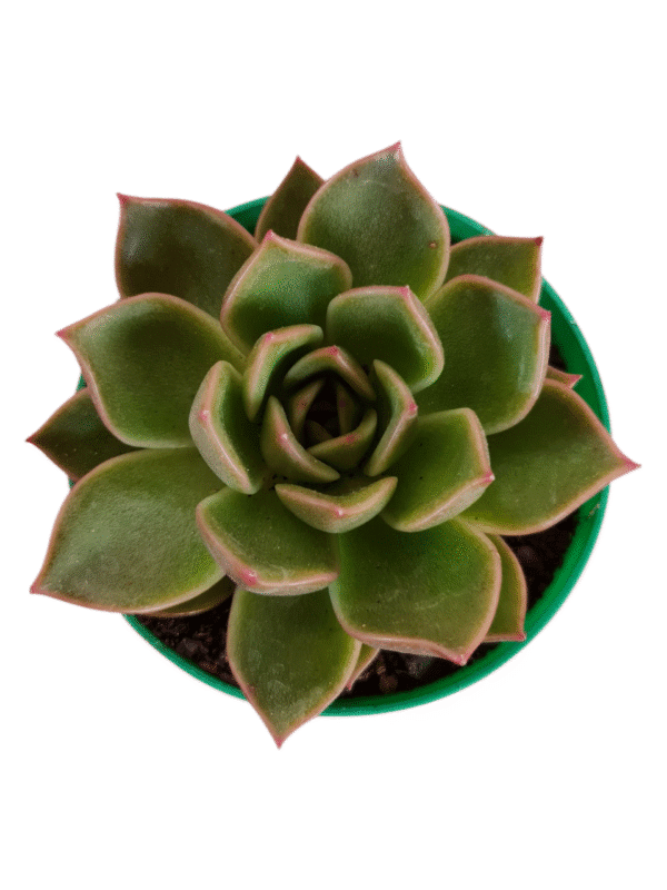 Suculenta Agavoide Mira