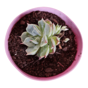 Suculenta Echeveria San Joaquim - Colônia