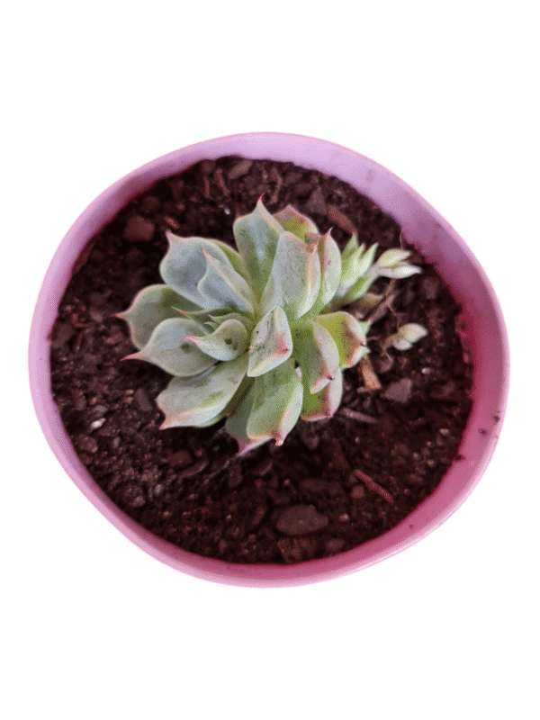 Suculenta Echeveria San Joaquim - Colônia