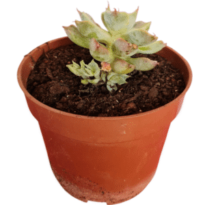 Suculenta Echeveria San Joaquim – Colônia