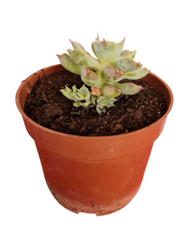 Suculenta Echeveria San Joaquim - Colônia - Imagem 2