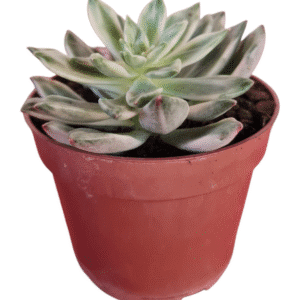 Suculenta Echeveria Green Emerald variegata – Pote 11