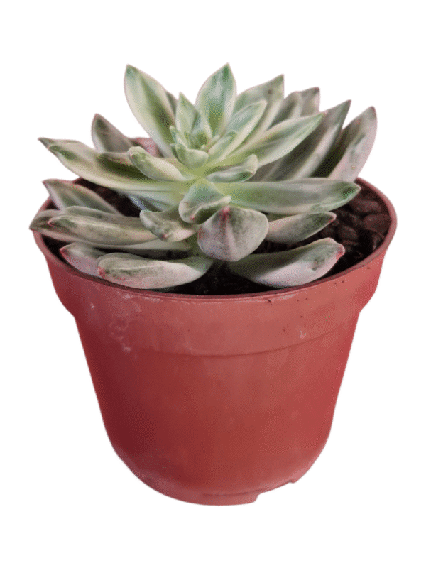 Suculenta Echeveria Green Emerald variegata - Pote 11 - Imagem 2